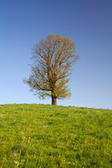 lonely tree in spring
