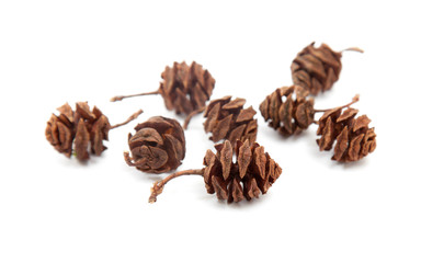 redwood cones