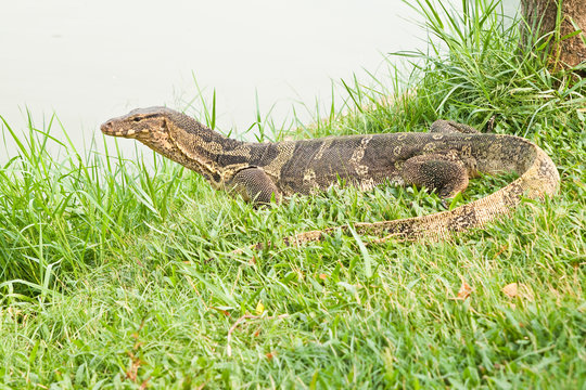 giant lizard amphibious reptile , useful for biological and zool