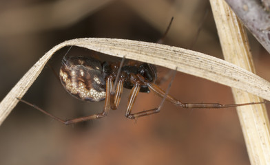 Small spider sitting on old leaf