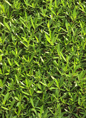 Obraz premium textures of leaves close-up