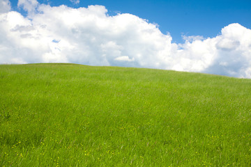 green grass and blue sky