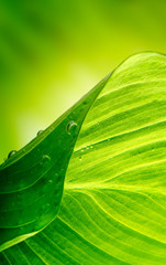 green leaf background