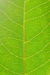 leaf natural background