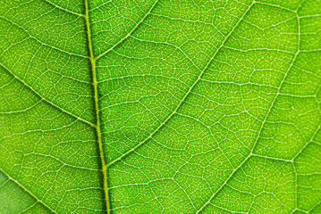 structure of leaf
