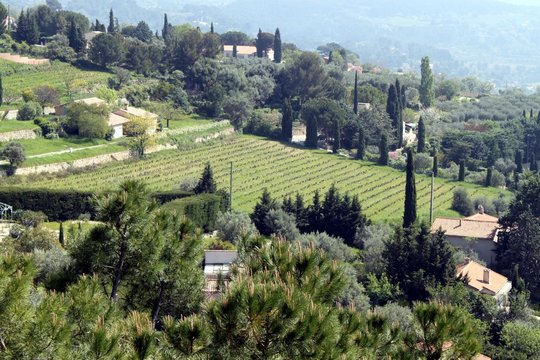 Vignes au Castellet - AOC Bandol ( Var )