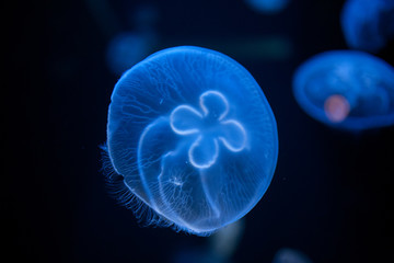 jellyfish