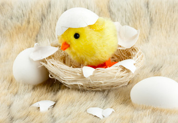 Toy baby chicken with eggshell