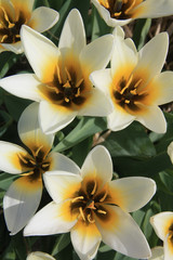 Fototapeta na wymiar White and yellow tulips