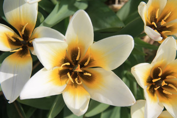 White and yellow tulips