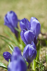 Spring violet crocus flowers