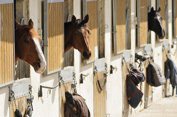 chevaux