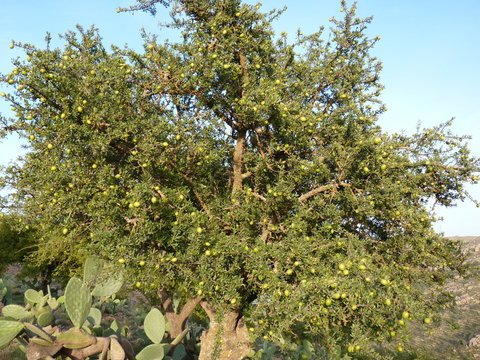 arganier