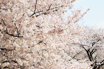 cherry blossom