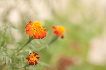 closeup of marigold