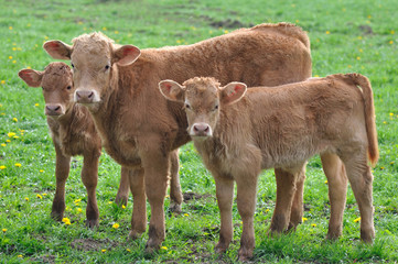 trio de jeunes veaux