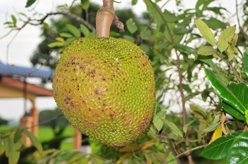 jack fruit in the parks