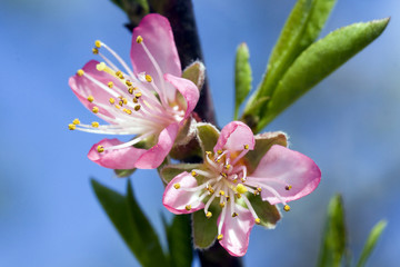 Obraz premium peach flower
