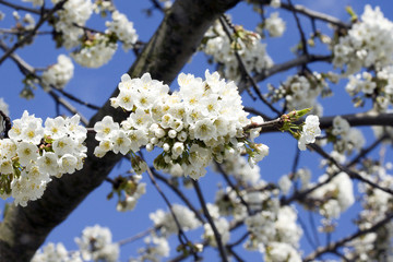 Obraz premium Cherry flower