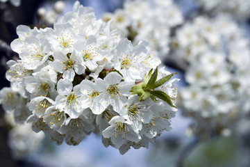 Cherry flower