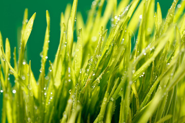 grass with water drops
