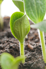 Seedlings in soil