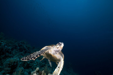 Hawksbill turtle in the Red Sea.