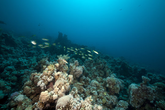 snappers and coral in the Red Sea.
