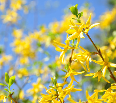 Forsythia in Bl&uuml;te