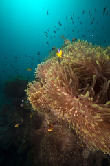 Anemone and anemonefish in the Red Sea.