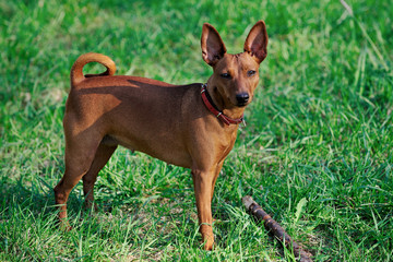 animal, brown, doberman, dog, mini