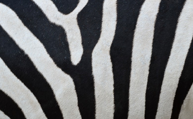 Fototapeta na wymiar Pattern of a zebra skin