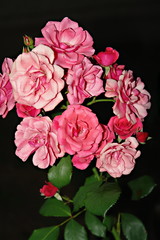 розов храст