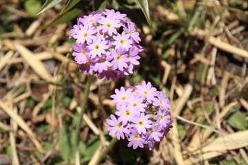 Primula sieboldii