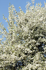 Blühender Obstbaum im Frühling