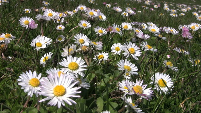 Pretty Chamomile Blowing In Gentle Breeze