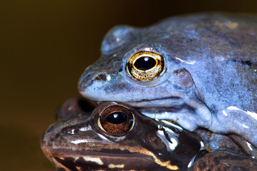 Love at first site (Rana arvalis)
