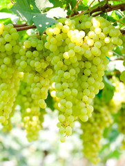 Green grape