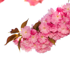 Naklejka premium Sakura blooming