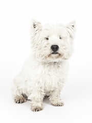 white Terrier