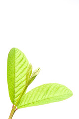 Fototapeta premium closeup of leaf