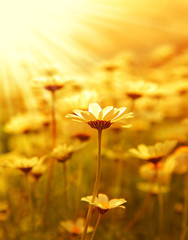 Daisy flower field over sunset