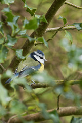 blue tit in tree 9741