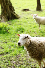 Obraz premium SONY DSC