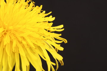 Dandelion Taraxacum officinale