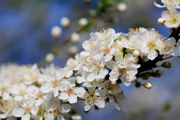Spring, plum flowers closeup, selective focus