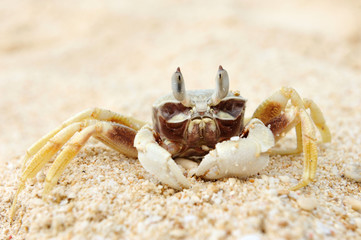 Crab on a beach
