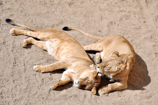 Two lionesses relaxing on the sun shine