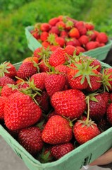 Fresh raw strawberries