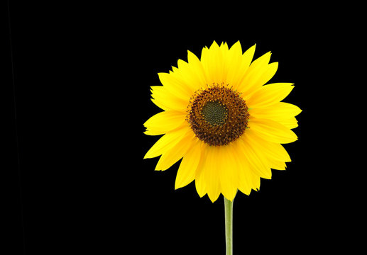 Yellow sunflower isolated on black